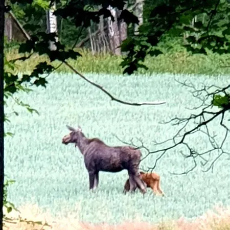 Sydabacka Guest House, A With A Sauna *